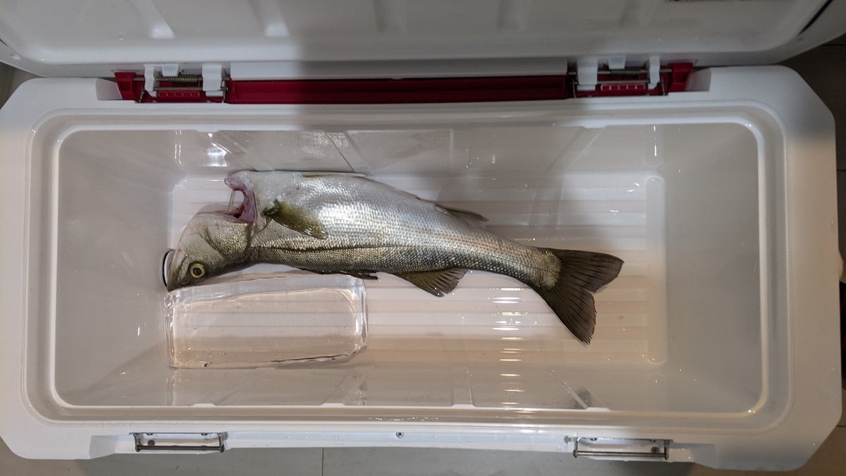 f:id:satoshi_cs12:20210104165514j:plain