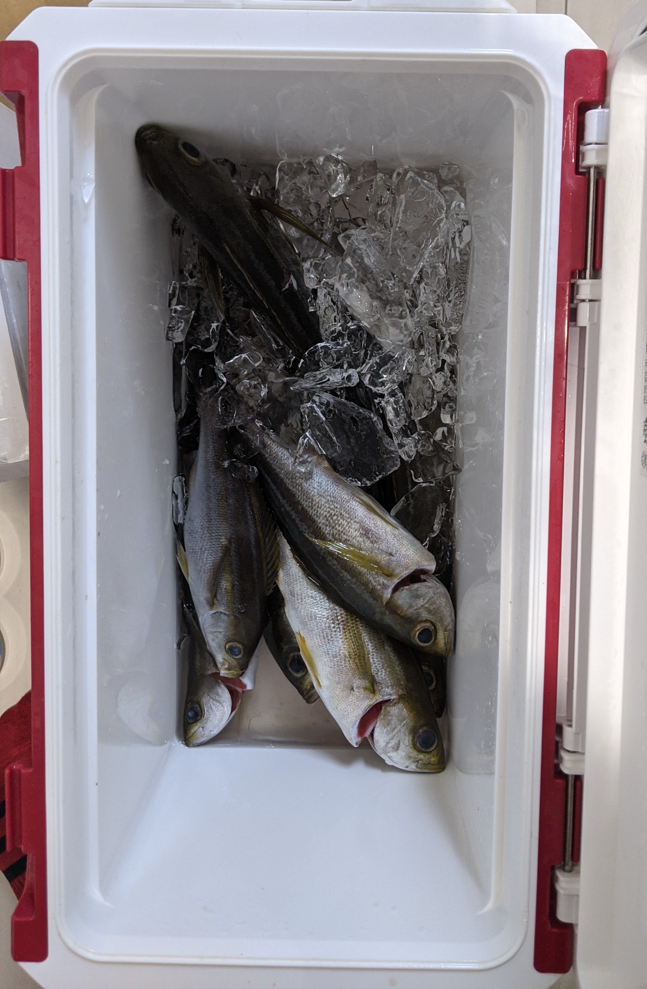 f:id:satoshi_cs12:20210617221119j:image