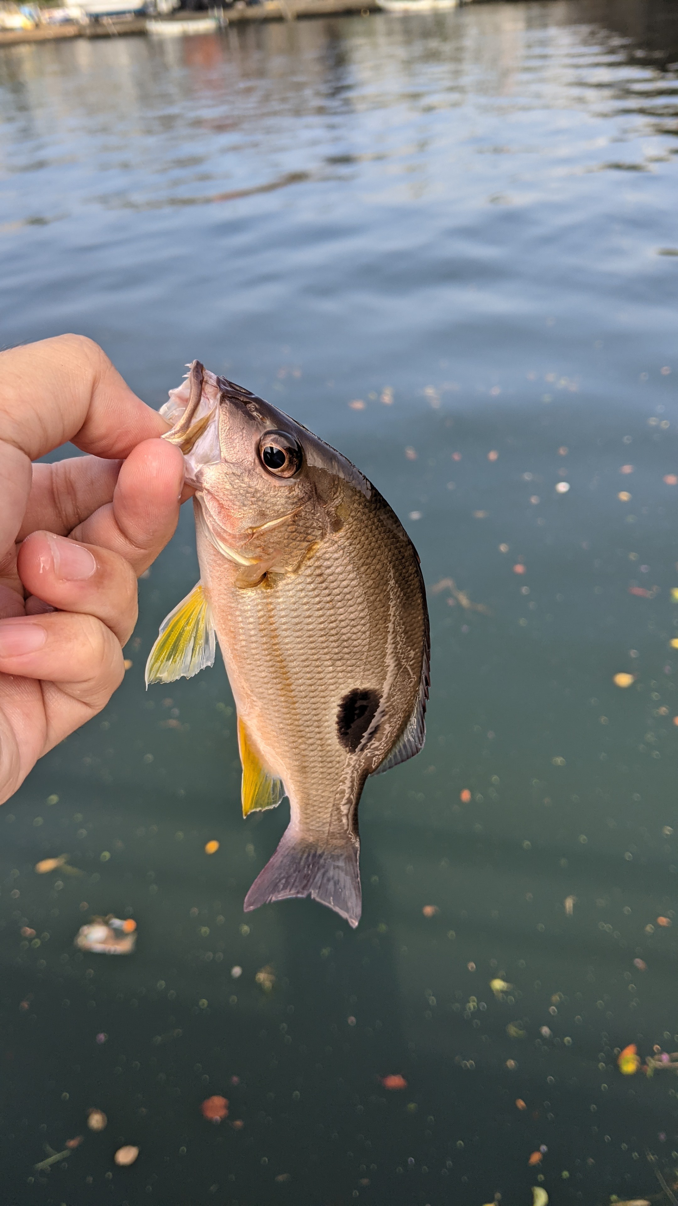 f:id:satoshi_cs12:20210830223207j:image