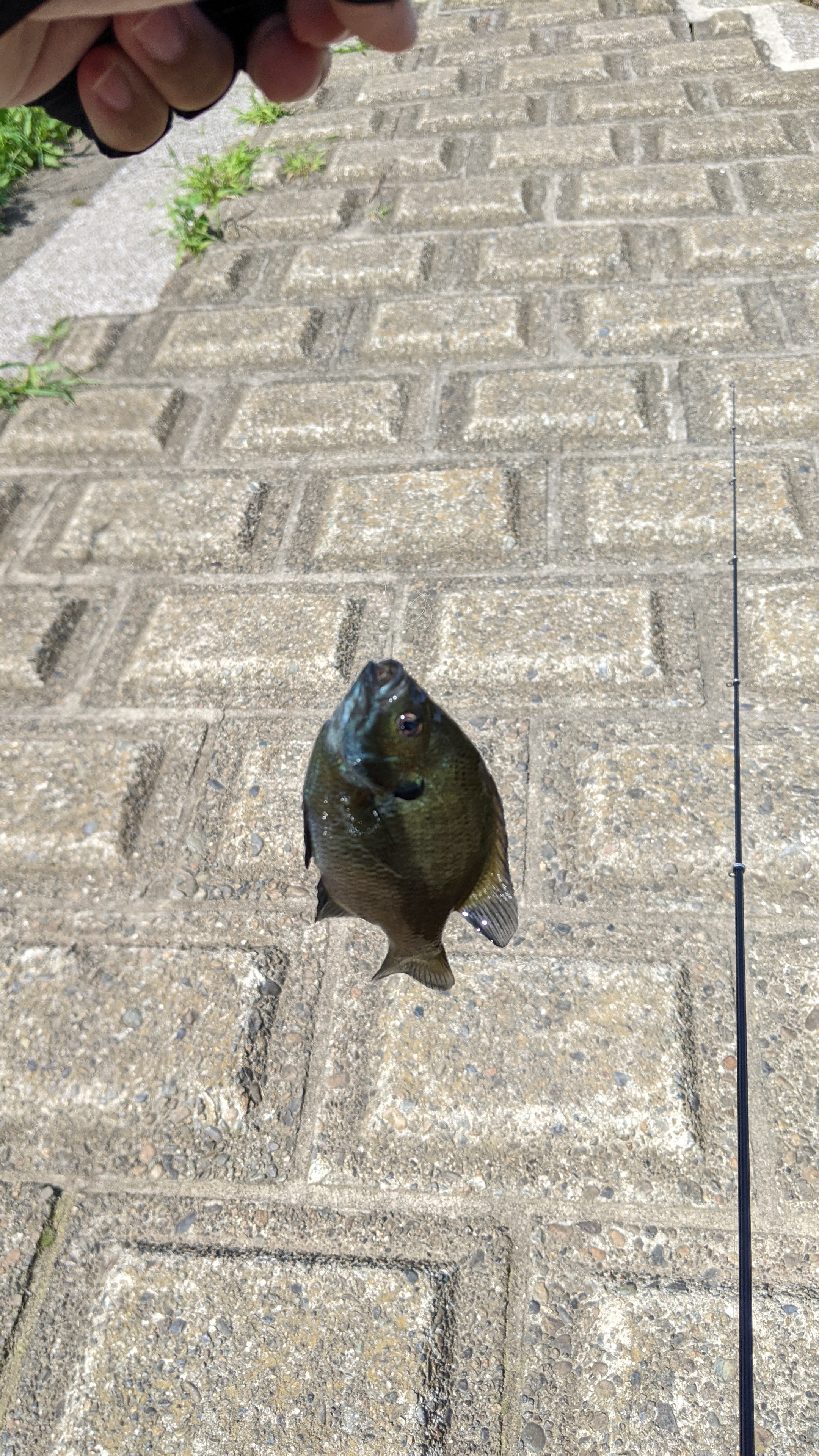 f:id:satoshi_cs12:20220624203802j:image