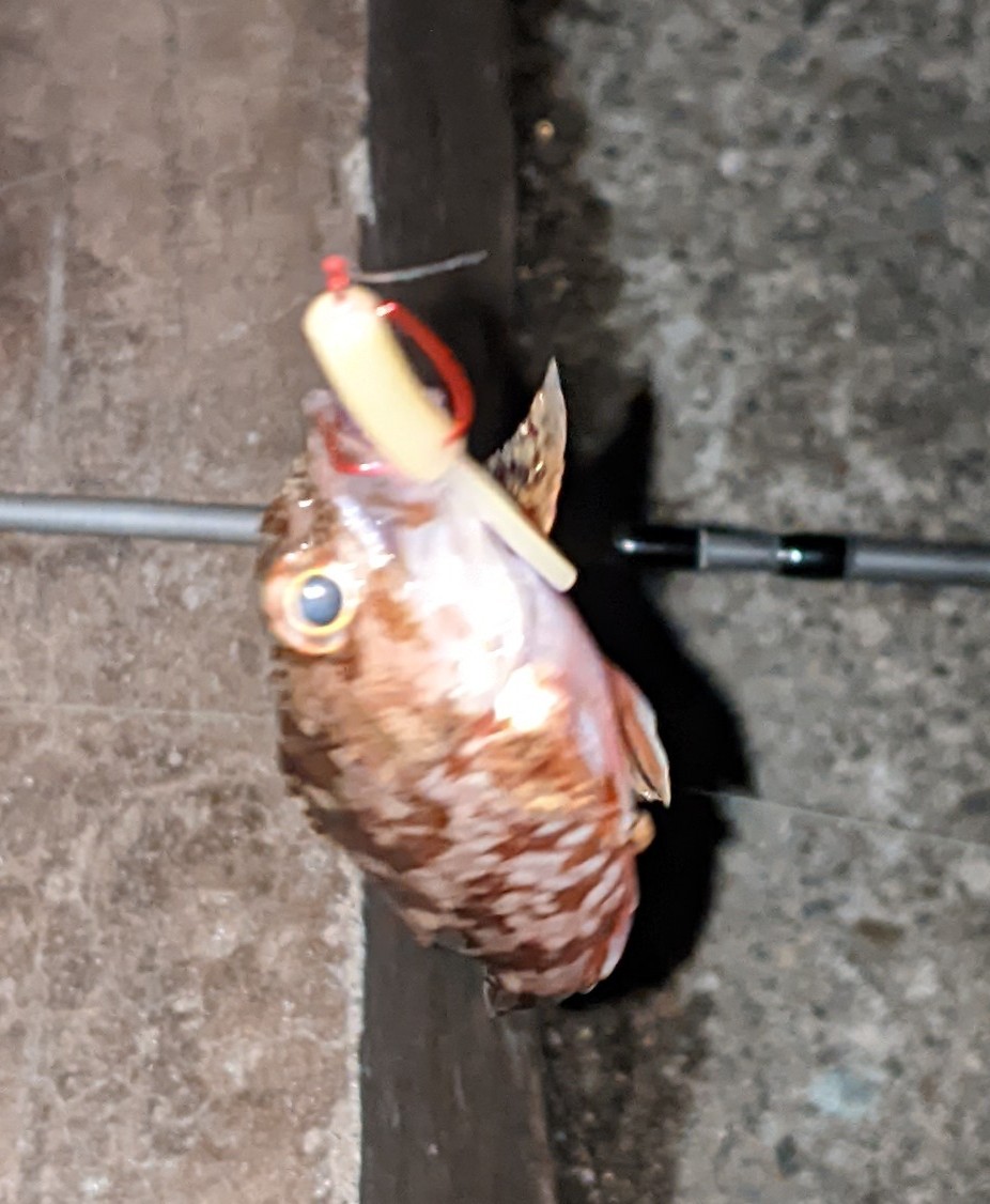 f:id:satoshi_cs12:20230131212345j:image