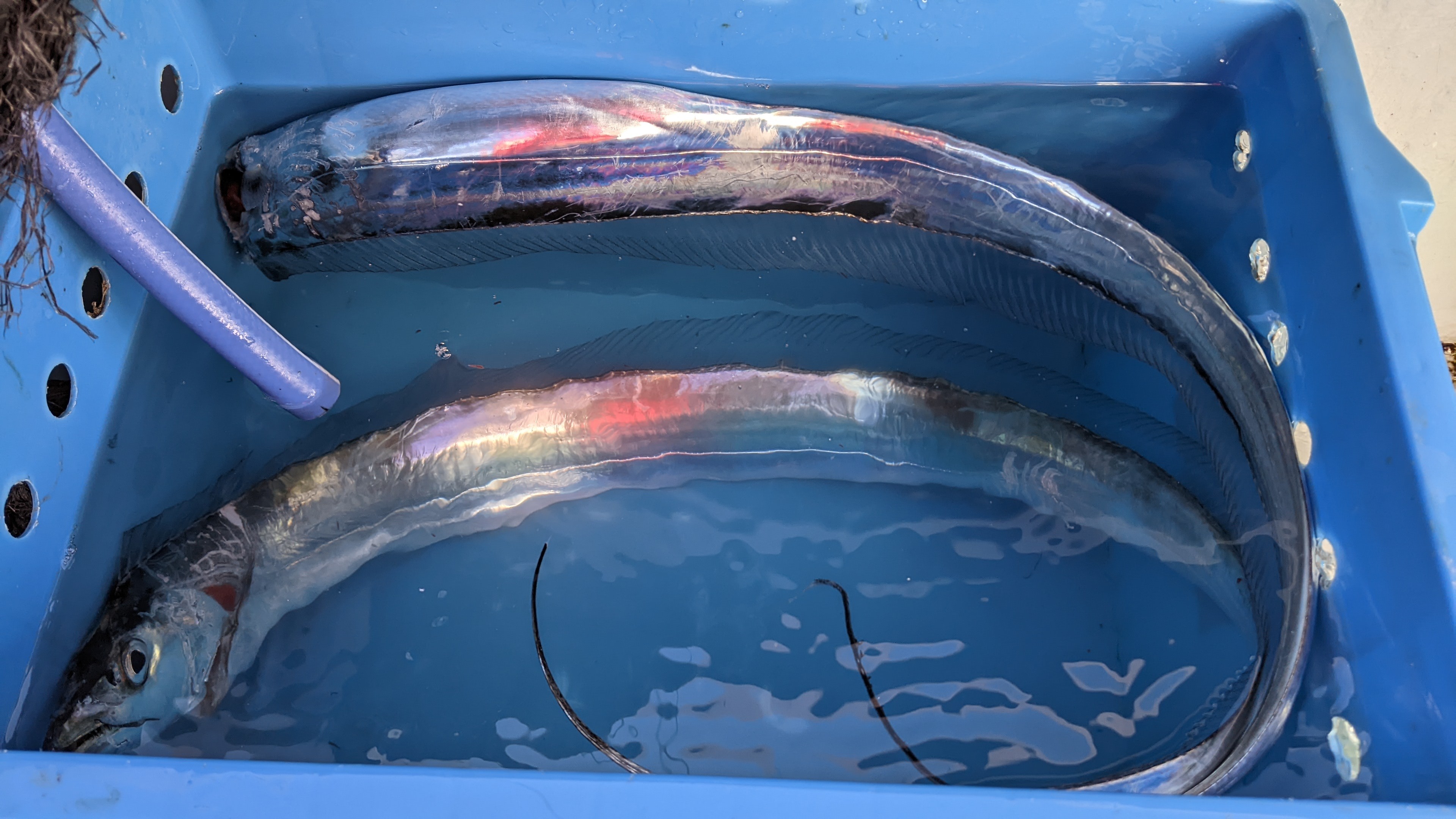 f:id:satoshi_cs12:20231103193438j:image