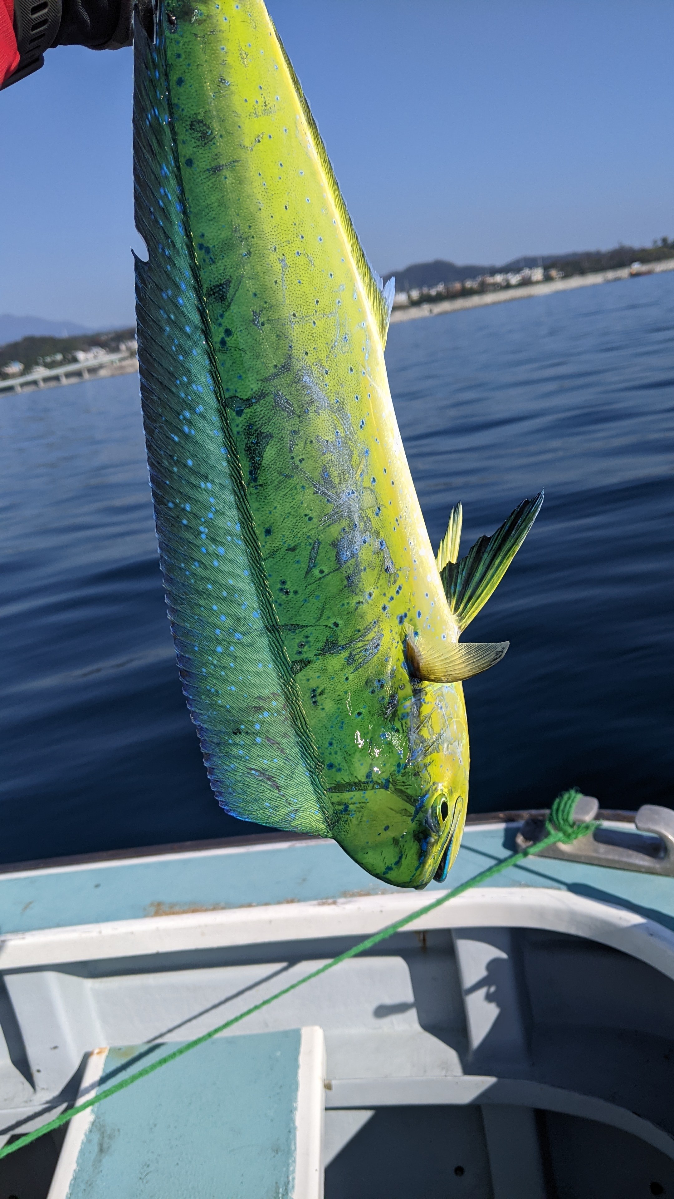 f:id:satoshi_cs12:20231103193510j:image