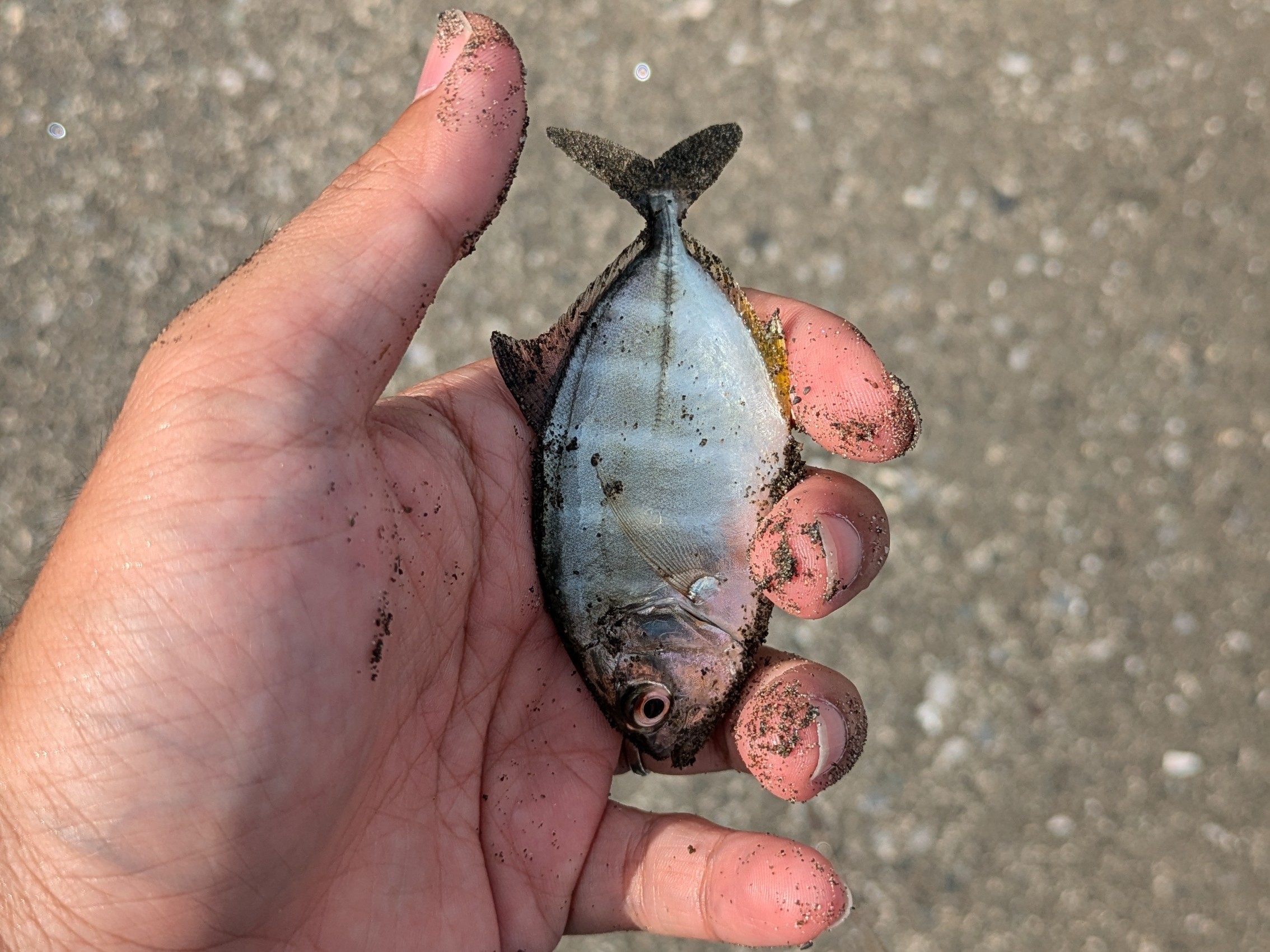 f:id:satoshi_cs12:20240821091455j:image