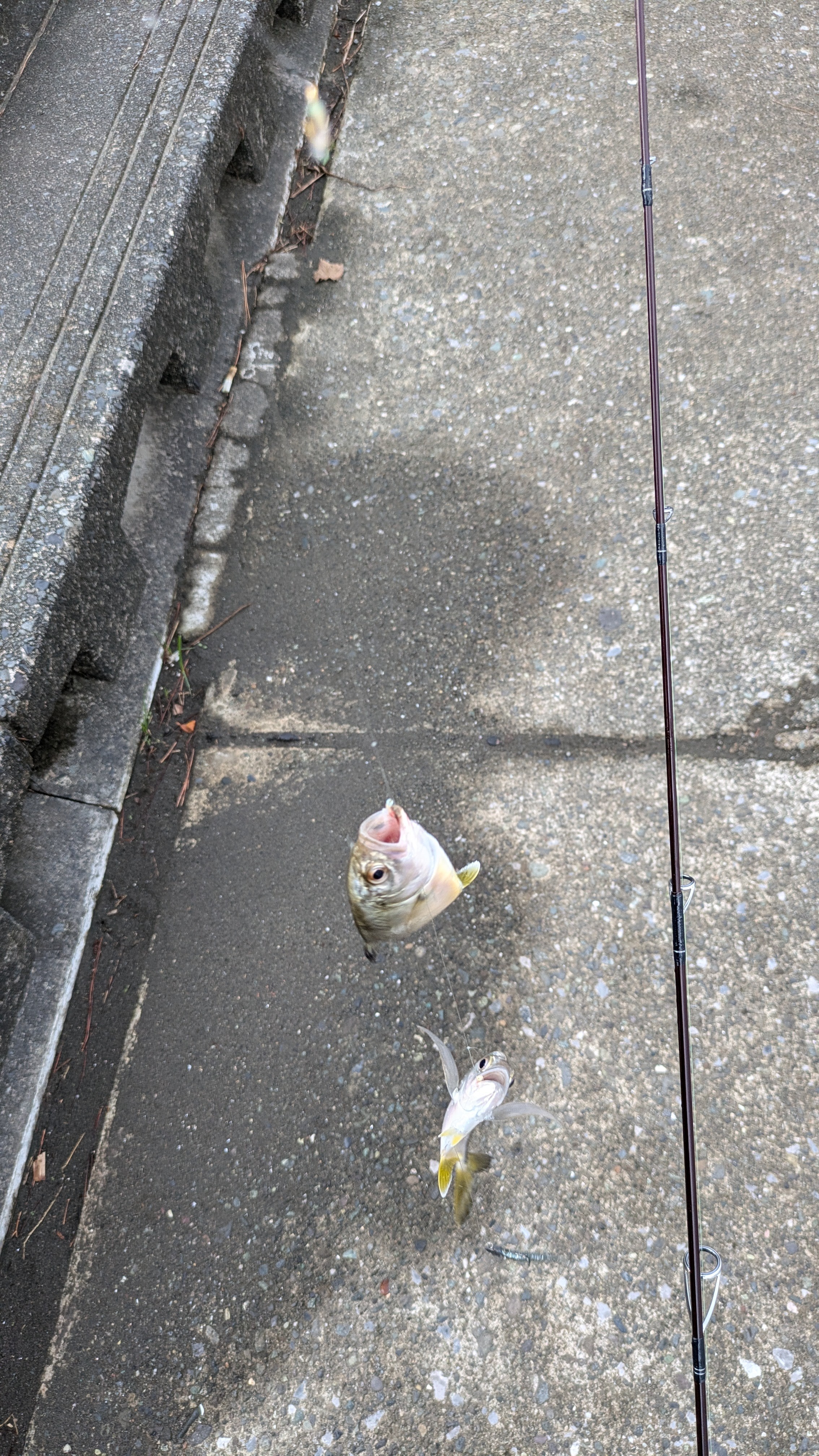 f:id:satoshi_cs12:20241107065514j:image