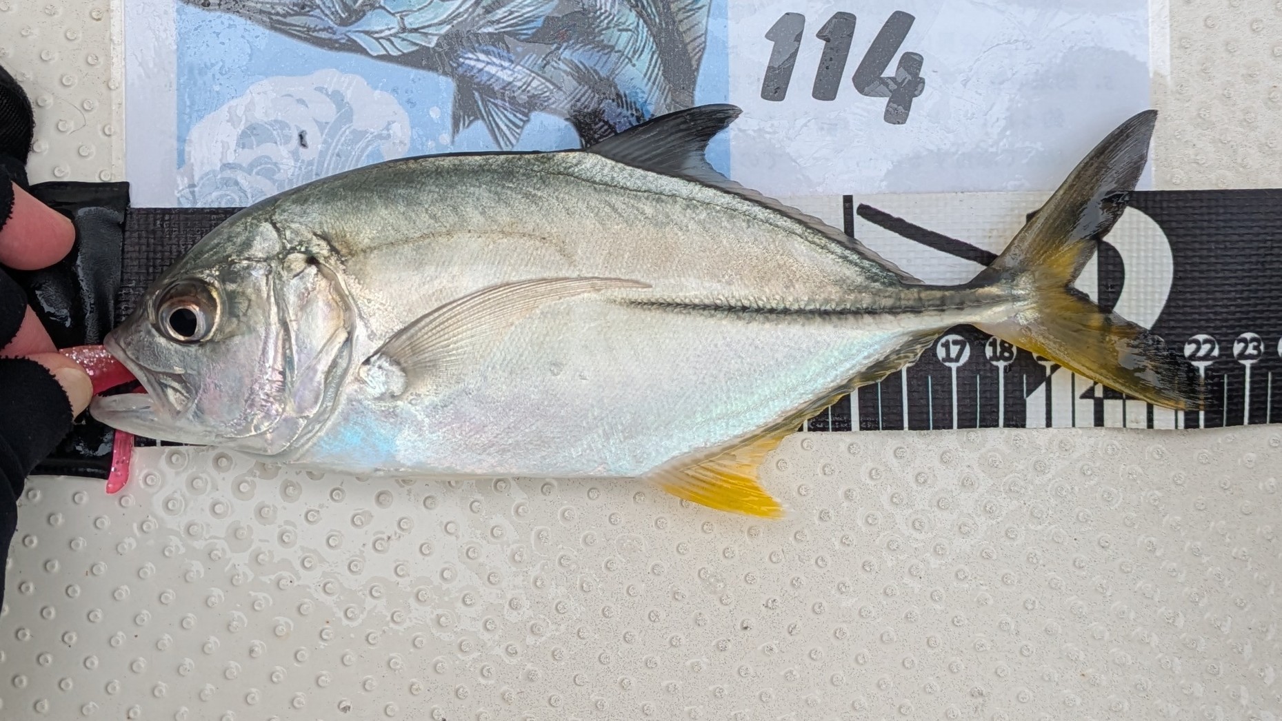 f:id:satoshi_cs12:20241130134459j:image