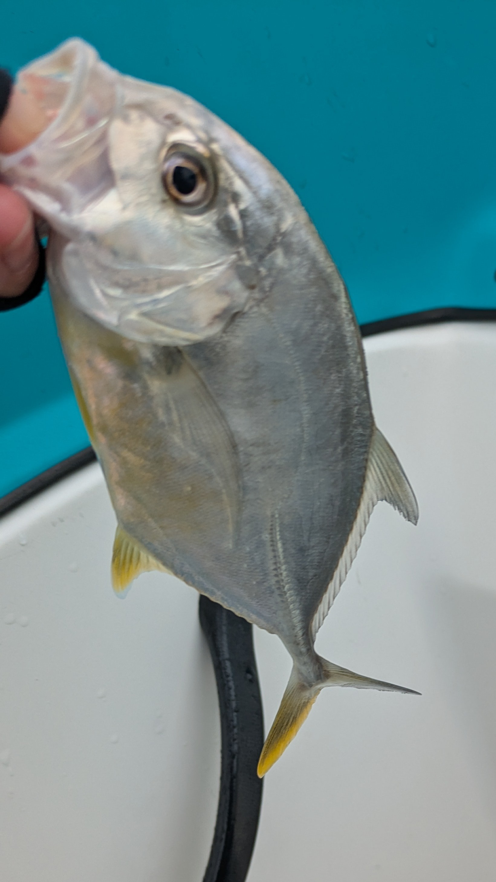 f:id:satoshi_cs12:20241130134508j:image