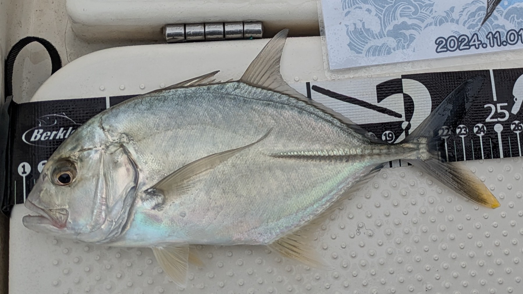 f:id:satoshi_cs12:20241130134548j:image