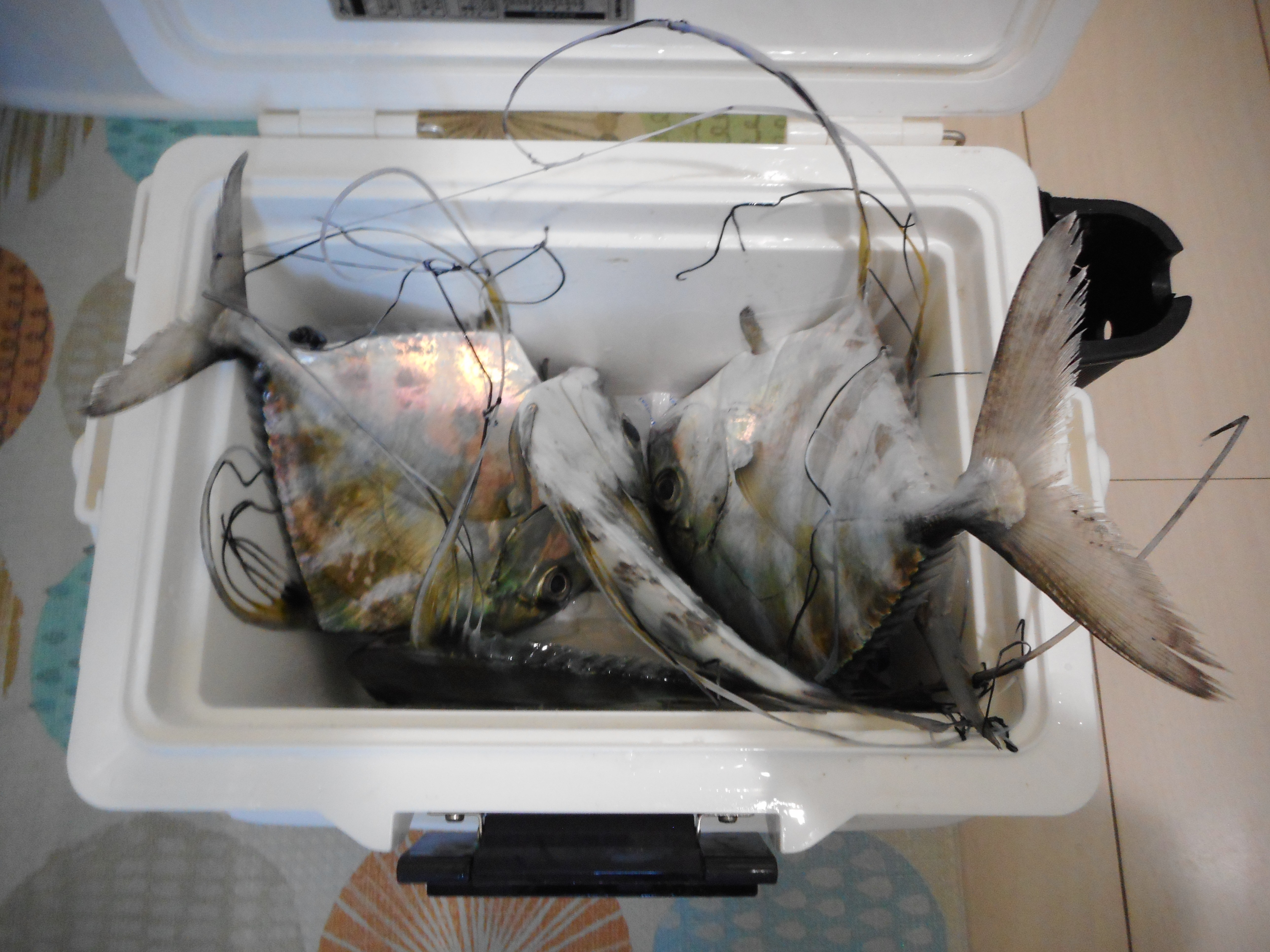 f:id:satoshi_cs12:20250121063558j:image f:id:satoshi_cs12:20250121063558j:image