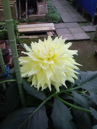 f:id:satoshi_kodama:20070628215444j:image