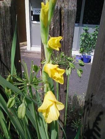 f:id:satoshi_kodama:20070729192537j:image