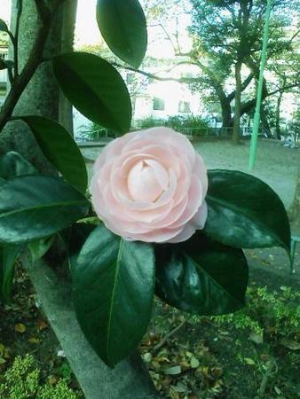 f:id:satoshi_kodama:20071229154439j:image