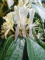 20080512091007