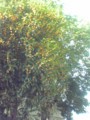 20081009095641