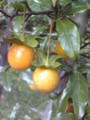 20081018153959