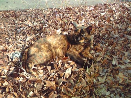 f:id:satoshi_kodama:20081230123820j:image