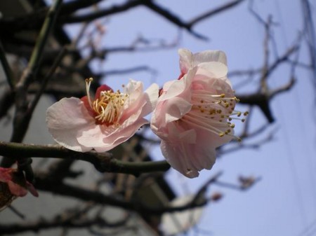 f:id:satoshi_kodama:20090222141407j:image