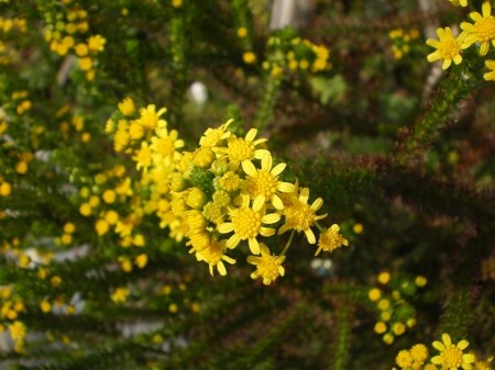 f:id:satoshi_kodama:20090222141602j:image