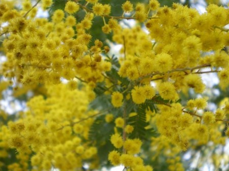 f:id:satoshi_kodama:20090228130239j:image