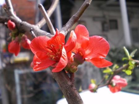 f:id:satoshi_kodama:20090228130453j:image
