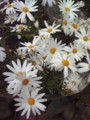 20090322130435