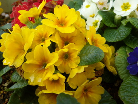 f:id:satoshi_kodama:20100228161559j:image
