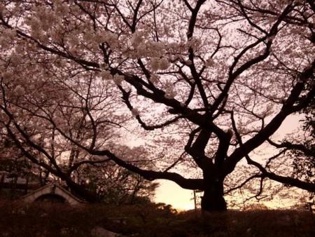 f:id:satoshi_kodama:20100331172622j:image