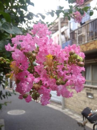 f:id:satoshi_kodama:20100718114222j:image