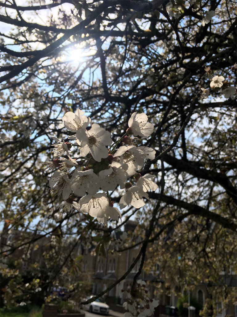 f:id:satoshi_kodama:20190414054948j:image f:id:satoshi_kodama:20190414054948j:image