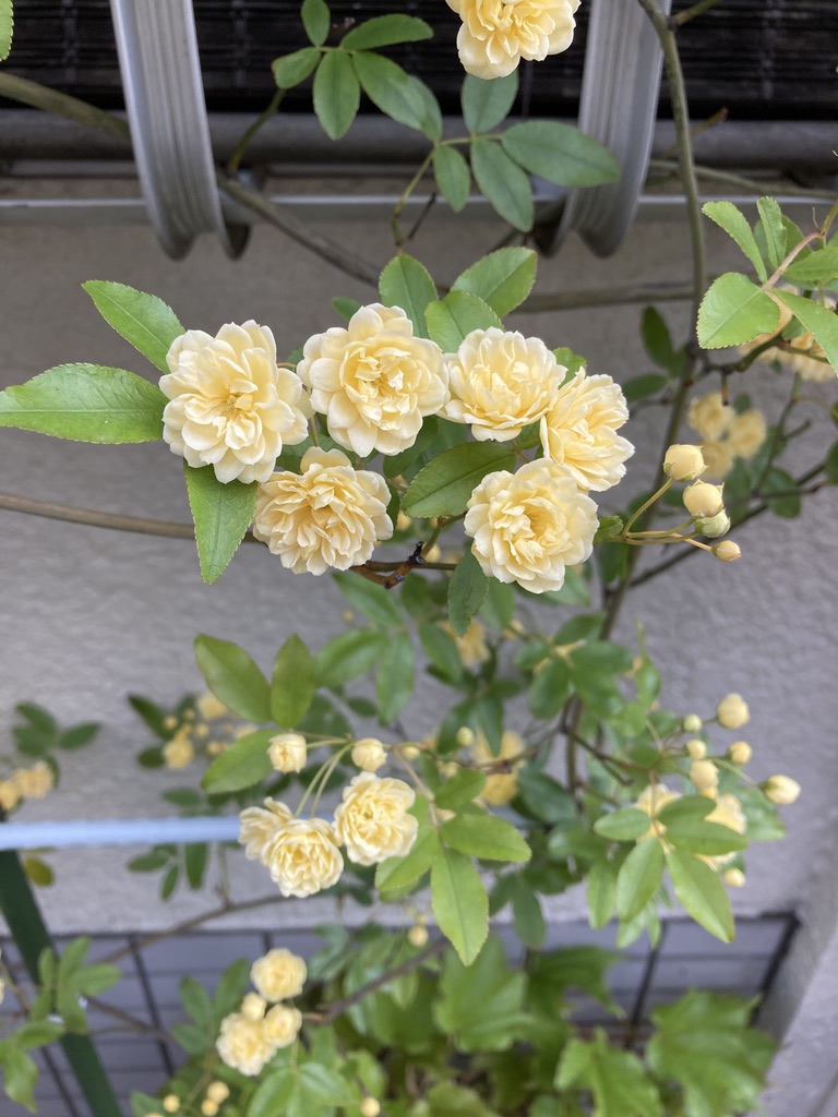 f:id:satoshi_kodama:20200428153023j:plain f:id:satoshi_kodama:20200428153023j:plain
