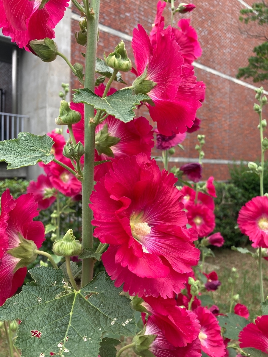 f:id:satoshi_kodama:20200610181818j:plain