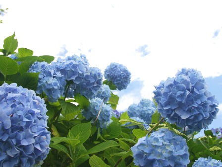 f:id:satoshi_su:20060709131544j:image f:id:satoshi_su:20060709131544j:image