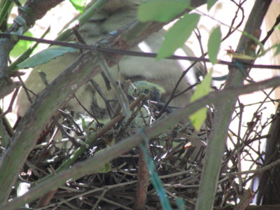 f:id:satoumamoru:20130502110948j:image:w360 f:id:satoumamoru:20130502110948j:image:w360