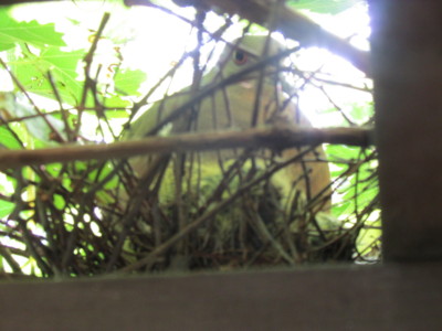 f:id:satoumamoru:20140726074308j:image