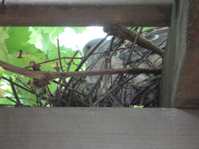 f:id:satoumamoru:20140727163459j:image