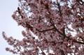 [SFO]２月の桜