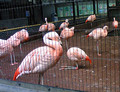 [動物]夢見ヶ崎動物公園