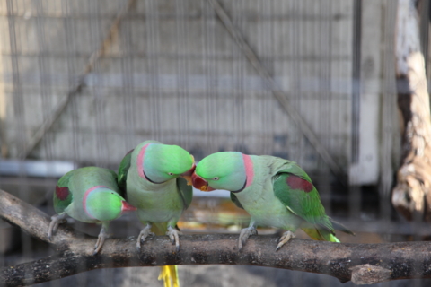 夢見ヶ崎動物公園