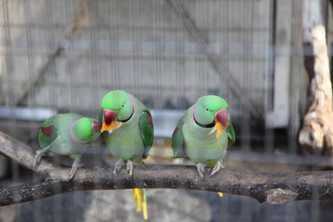 夢見ヶ崎動物公園