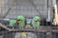 [動物]夢見ヶ崎動物公園