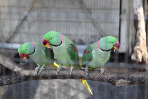 夢見ヶ崎動物公園