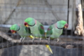 [動物]夢見ヶ崎動物公園