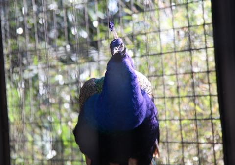 夢見ヶ崎動物公園