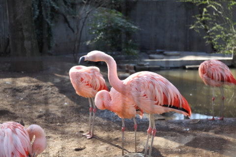 夢見ヶ崎動物公園