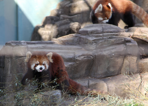 夢見ヶ崎動物公園