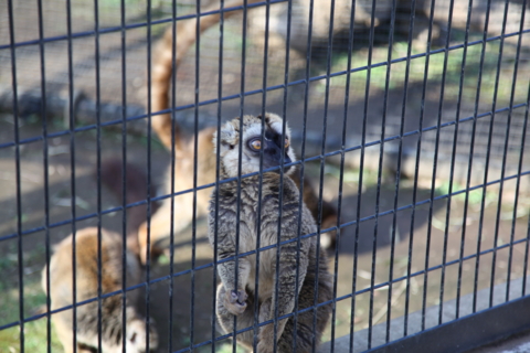 夢見ヶ崎動物公園