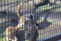 [動物]夢見ヶ崎動物公園