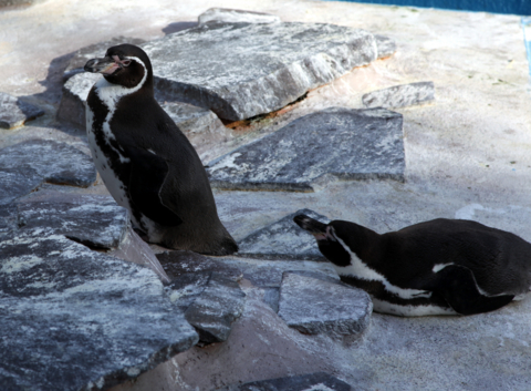 夢見ヶ崎動物公園