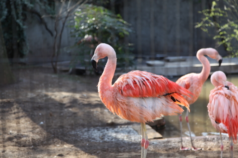 夢見ヶ崎動物公園