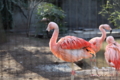 [動物]夢見ヶ崎動物公園